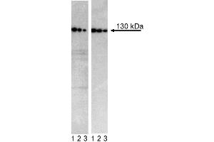 Western blot analysis of N-Cadherin in H9-derived neural stem cells (NSC) and transformed human epithelioid carcinoma (HeLa). (N-Cadherin anticorps  (Extracellular Domain))