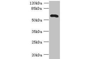 Western blot All lanes: USP30 antibody at 7 μg/mL + Mouse liver tissue Secondary Goat polyclonal to rabbit IgG at 1/10000 dilution Predicted band size: 59 kDa Observed band size: 59 kDa (USP3 anticorps  (C-Term))