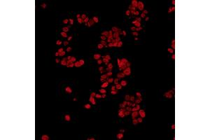 Immunofluorescence (IF) image for anti-Fused in Sarcoma (FUS) (AA 1-50) antibody (ABIN7454040)