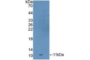 Western blot analysis of recombinant Mouse GDF10. (GDF10 anticorps  (AA 339-477))