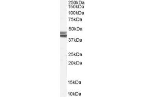 Image no. 1 for anti-Neuropeptide Y Receptor Y2 (NPY2R) (Internal Region) antibody (ABIN374839) (NPY2R anticorps  (Internal Region))
