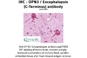 Image no. 1 for anti-Opsin 3 (OPN3) (C-Term) antibody (ABIN1737651) (OPN3 anticorps  (C-Term))