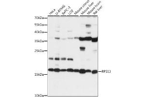 Western blot analysis of extracts of various cell lines, using RPS13 antibody (ABIN7270012) at 1:1000 dilution. (RPS13 anticorps  (AA 79-151))