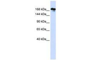 Image no. 1 for anti-Remodeling and Spacing Factor 1 (RSF1) (AA 1116-1165) antibody (ABIN6741045) (RSF1 anticorps  (AA 1116-1165))
