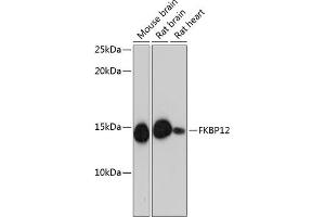 Western blot analysis of extracts of various cell lines, using FKBP12 Rabbit mAb (ABIN7267211) at 1:1000 dilution.