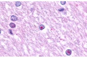 Image no. 1 for anti-Lysophosphatidic Acid Receptor 1 (LPAR1) (N-Term) antibody (ABIN1048529)