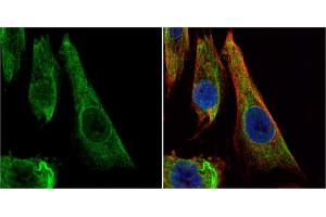 ICC/IF Image Bcl-X antibody detects Bcl-X protein at cytoplasm by immunofluorescent analysis. (BCL2L1 anticorps)