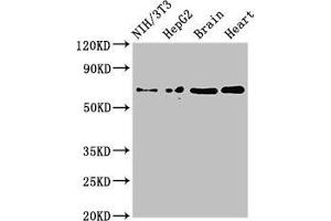 Western Blot Positive WB detected in: NIH/3T3 whole cell lysate, HepG2 whole cell lysate, Mouse brain tissue, Rat heart tissue All lanes: EMB antibody at 3 μg/mL Secondary Goat polyclonal to rabbit IgG at 1/50000 dilution Predicted band size: 37, 32 kDa Observed band size: 70 kDa (Embigin anticorps  (AA 285-327))