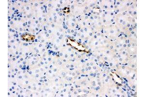 Anti-Glucose Transporter 8 antibody, IHC(P) IHC(P): Rat Kidney Tissue
