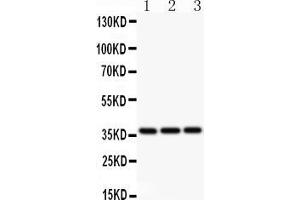 Anti-Bmi1 Picoband antibody, All lanes: Anti BMI1  at 0. (BMI1 anticorps  (Middle Region))