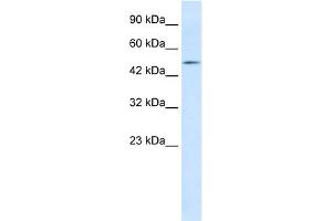 WB Suggested Anti-LHX9 Antibody Titration:  1. (LHX9 anticorps  (C-Term))