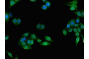 Immunofluorescent analysis of HepG2 cells using ABIN7158476 at dilution of 1:100 and Alexa Fluor 488-congugated AffiniPure Goat Anti-Rabbit IgG(H+L)