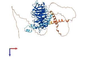 AlphaFold protein structure predicition of Human Recombinant DCAF8 Protein, UniprotID Q5TAQ9