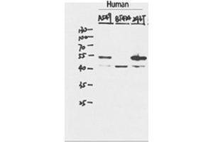 Western Blot (WB) analysis of specific cells using p53 Polyclonal Antibody.