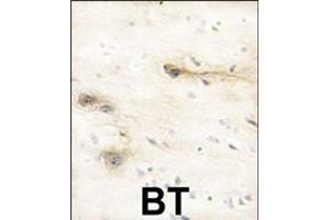 Forlin-fixed and paraffin-embedded hun brain tissue reacted with RK1 Antibody (N-term) (ABIN391219 and ABIN2837964) , which was peroxidase-conjugated to the secondary antibody, followed by DAB staining.
