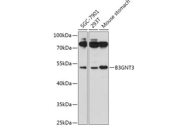 B3GNT3 anticorps  (AA 120-240)