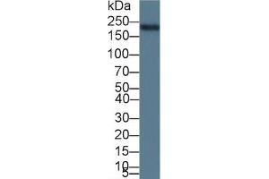 Rabbit Detection antibody from the kit in WB with Positive Control: Sample Rat heart lysate. (MYH6 Kit ELISA)