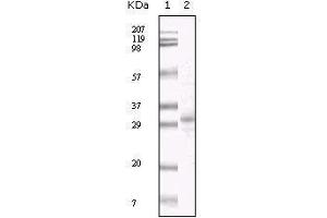 Western blot analysis using KSHV ORF26 mouse mAb against TPA induced BCBL-1 cell lysate. (KSHV ORF26 anticorps)