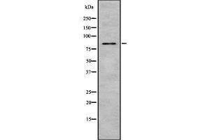 Western blot analysis of MST1 using 293 whole cell lysates (MST1 anticorps  (C-Term))