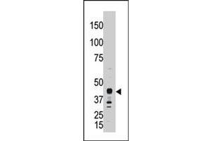 The APOBEC3G polyclonal antibody  is used in Western blot to detect APOBEC3G in A-375 cell lysate.