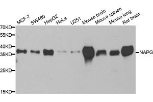 Western blot analysis of extracts of various cell lines, using NAPG antibody (ABIN5973832) at 1/1000 dilution. (NAPG anticorps)