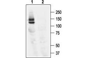 Western blot analysis of KV11. (KCNH2 anticorps  (C-Term, Intracellular))