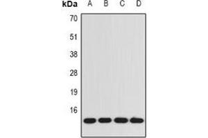 Western blot analysis of BDNF expression in A549 (A), SW480 (B), mouse kidney (C), rat brain (D) whole cell lysates. (BDNF anticorps)