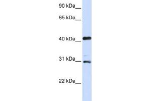 WB Suggested Anti-AURKA Antibody Titration:  0. (Aurora A anticorps  (C-Term))