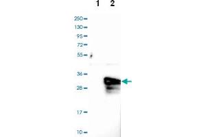 Western blot analysis of Lane 1: Negative control (vector only transfected HEK293T lysate), Lane 2: Over-expression lysate (Co-expressed with a C-terminal myc-DDK tag (~3. (ASB9 anticorps)