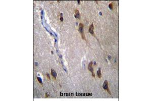 anti-G Protein-Coupled Receptor 45 (GPR45) (AA 121-149) antibody
