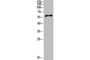 Western Blot analysis of mouse-brain cells using Antibody diluted at 800.