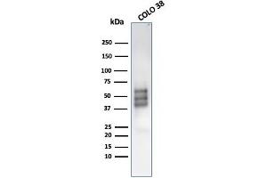 anti-SRY (Sex Determining Region Y)-Box 10 (SOX10) (AA 115-269) antibody