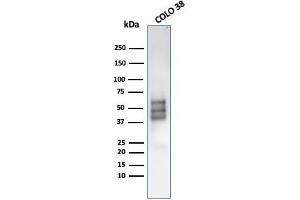 Western Blot Analysis of COLO-38 cell lysate using SOX10-Monospecific Recombinant Mouse MAb (rSOX10/1074).