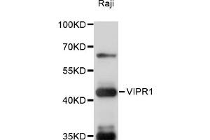 Western blot analysis of extracts of Raji cells, using VIPR1 antibody (ABIN6291056) at 1:1000 dilution. (VIPR1 anticorps)