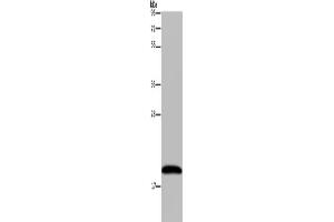 Western Blotting (WB) image for anti-NADH Dehydrogenase (Ubiquinone) 1 alpha Subcomplex, 8, 19kDa (NDUFA8) antibody (ABIN2433433) (NDUFA8 anticorps)