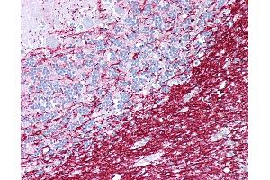 Anti-PLP1 antibody IHC of human brain, cerebellum.