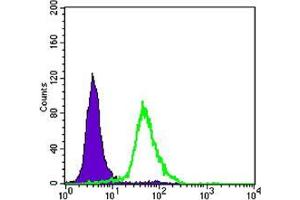 Flow cytometric analysis of Hela cells using CRTC2 mouse mAb (green) and negative control (purple).