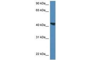 Image no. 1 for anti-Meis Homeobox 3 (MEIS3) (AA 301-350) antibody (ABIN6747225) (MEIS3 anticorps  (AA 301-350))