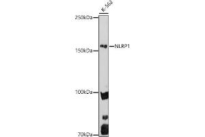 Western blot analysis of extracts of K-562 cells, using NLRP1 antibody (ABIN7268935) at 1:1000 dilution. (NLRP1 anticorps  (AA 1000-1100))