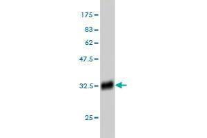 Western Blot detection against Immunogen (32.