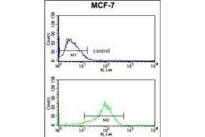 JIP1 Antibody (C-term) (ABIN652961 and ABIN2842613) flow cytometry analysis of MCF-7 cells (bottom histogram) compared to a negative control cell (top histogram). (MAPK8IP1 anticorps  (C-Term))