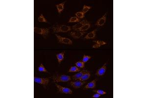 anti-Adenylate Kinase 2 (AK2) antibody