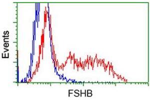HEK293T cells transfected with either RC214616 overexpress plasmid (Red) or empty vector control plasmid (Blue) were immunostained by anti-FSHB antibody (ABIN2453052), and then analyzed by flow cytometry. (FSHB anticorps)