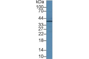 Detection of JAM2 in Human Lung lysate using Polyclonal Antibody to Junctional Adhesion Molecule 2 (JAM2)