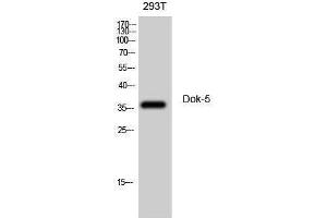 Western Blotting (WB) image for anti-Docking Protein 5 (DOK5) (Internal Region) antibody (ABIN3174809) (DOK5 anticorps  (Internal Region))