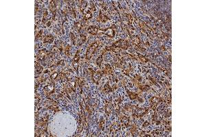 IHC analysis of SBP/SELENBP1 using anti-SBP/SELENBP1 antibody (ABIN7600755). (SELENBP1 anticorps  (AA 23-462))
