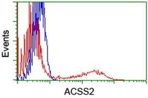 Image no. 1 for anti-Acyl-CoA Synthetase Short-Chain Family Member 2 (ACSS2) antibody (ABIN1496426) (ACSS2 anticorps)