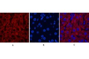 Immunofluorescence analysis of rat liver tissue. (Cytochrome C anticorps)