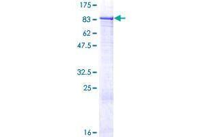 Image no. 1 for Zinc Finger Protein 599 (ZNF599) (AA 1-588) protein (GST tag) (ABIN1326325)