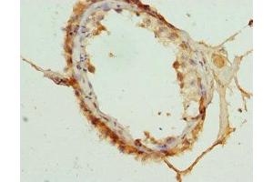 Immunohistochemistry of paraffin-embedded human testis tissue using ABIN7148893 at dilution of 1:100